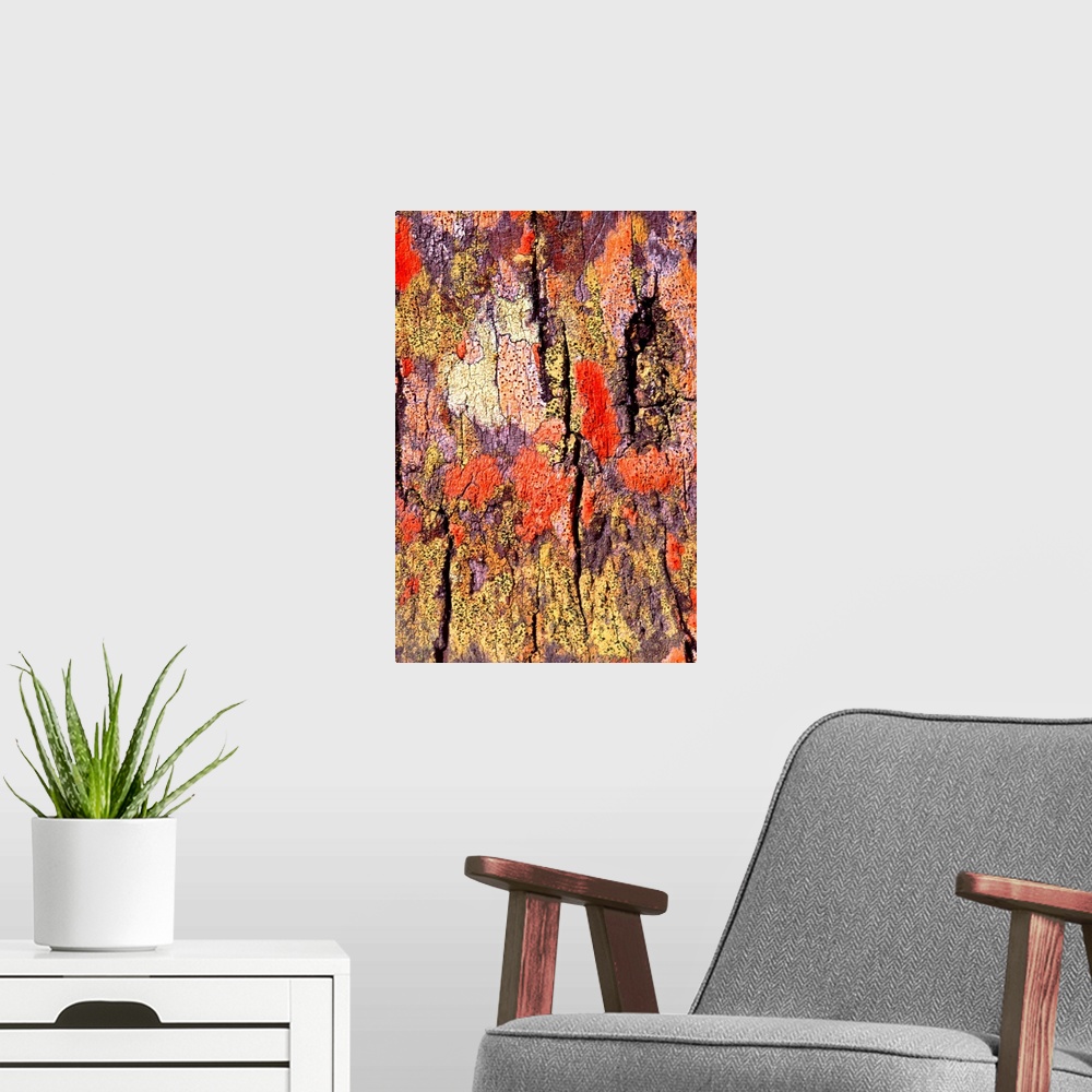 A modern room featuring A close up photograph of tree bark with various colors covering the bark.