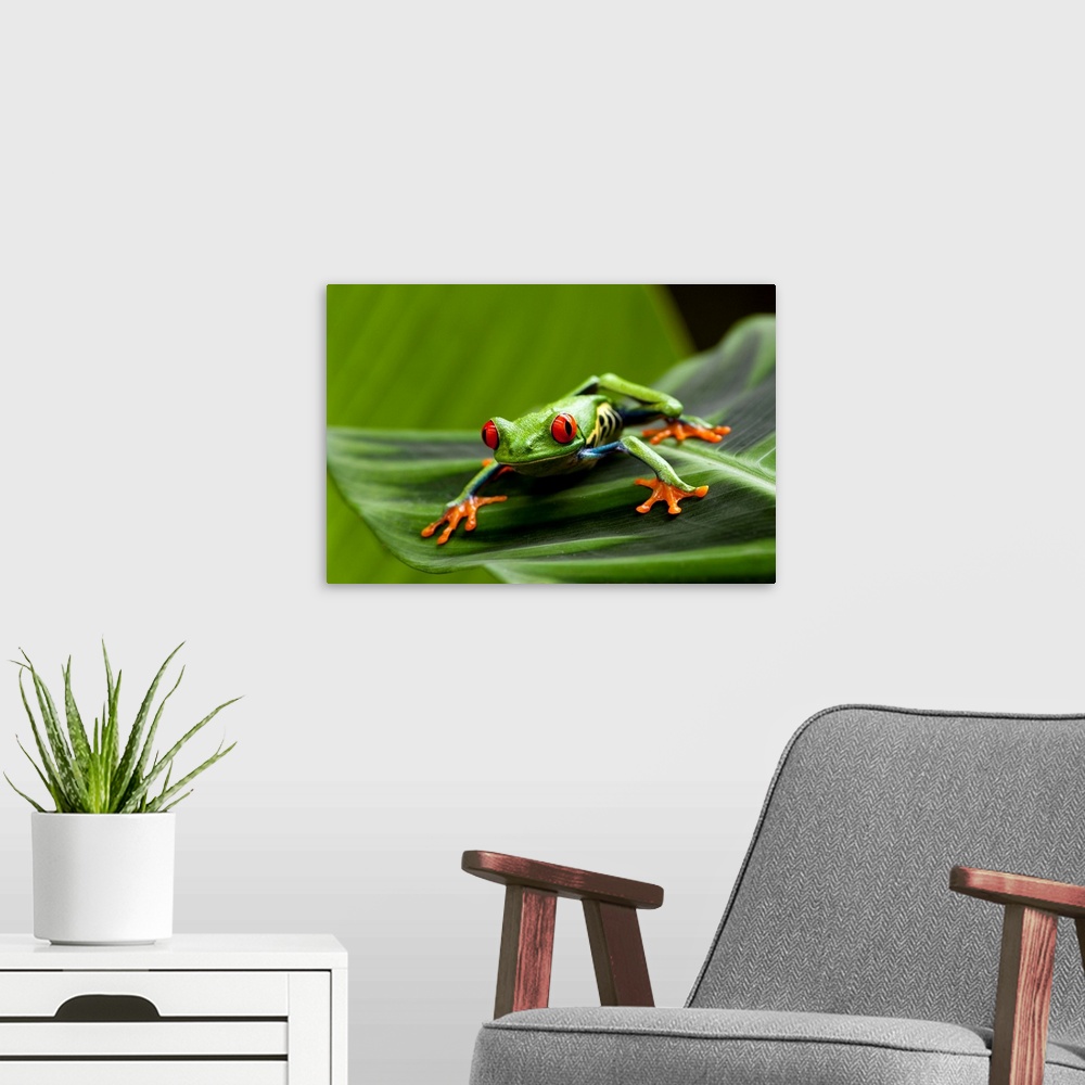 A modern room featuring Tree Frog In Costa Rica