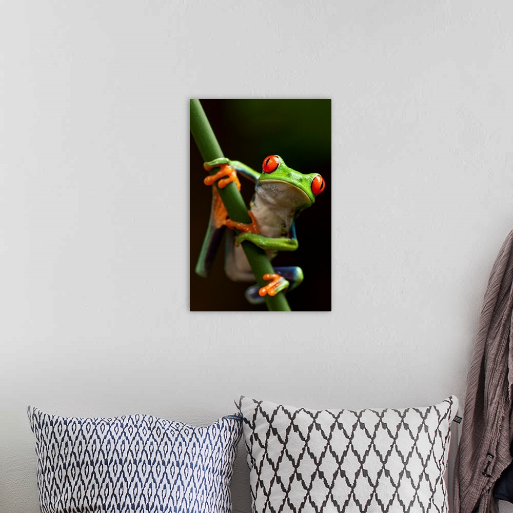 A bohemian room featuring Tree Frog In Costa Rica