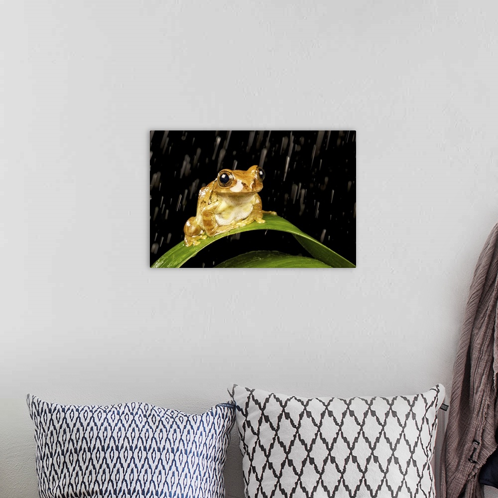 A bohemian room featuring Tree frog on plant at night in rain.