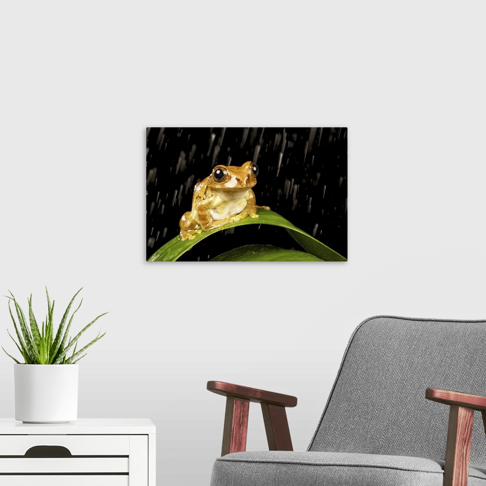 A modern room featuring Tree frog on plant at night in rain.