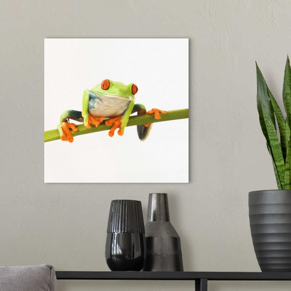 A modern room featuring Tree frog on stem