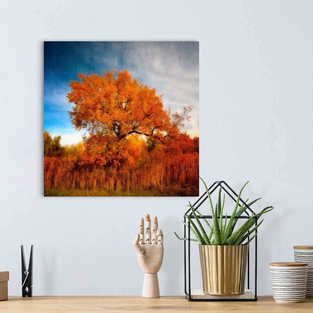 A bohemian room featuring Tree in Autumn.