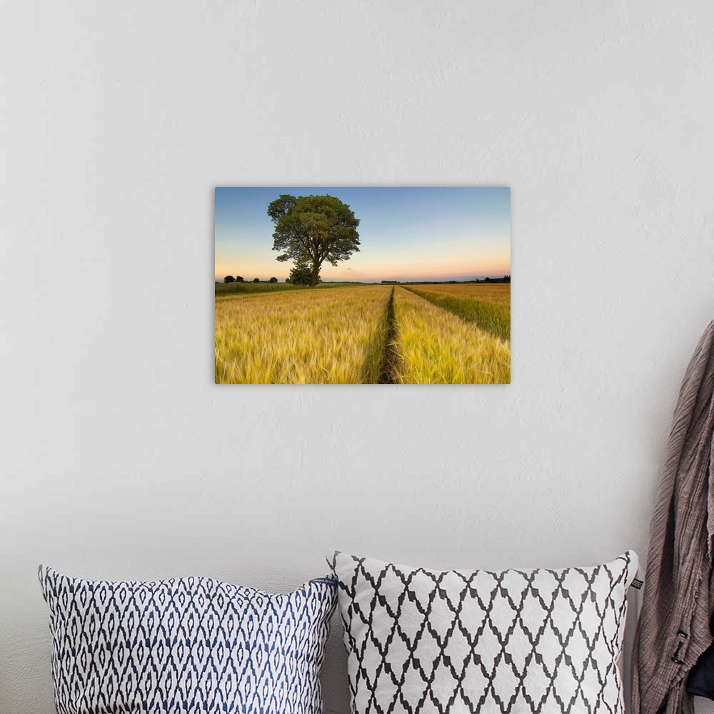 A bohemian room featuring Tree in farm at sunset, Falkirk.