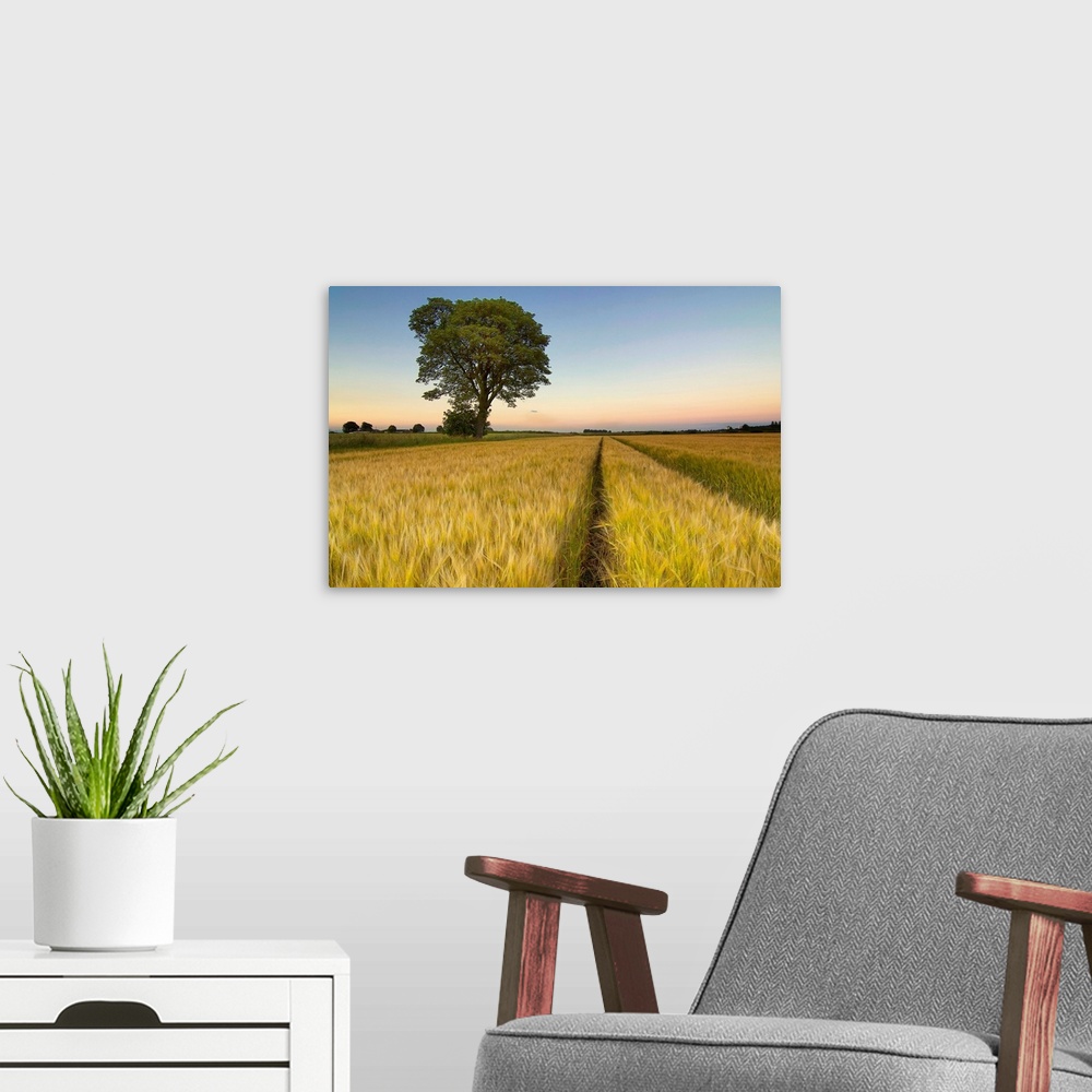 A modern room featuring Tree in farm at sunset, Falkirk.
