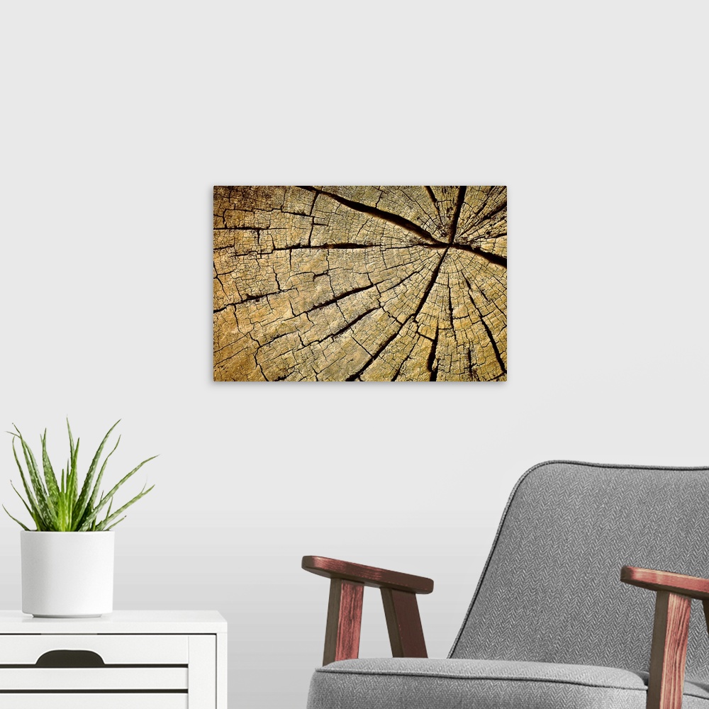 A modern room featuring Up-close photograph of rings and cracks in wood.