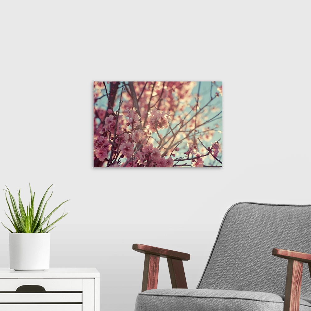 A modern room featuring Tree with spring cherry, sakura blossom.