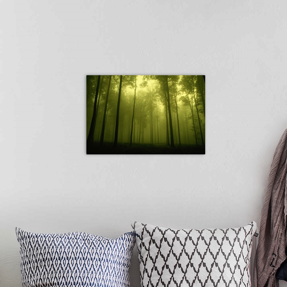 A bohemian room featuring Trees in fog, low angle view