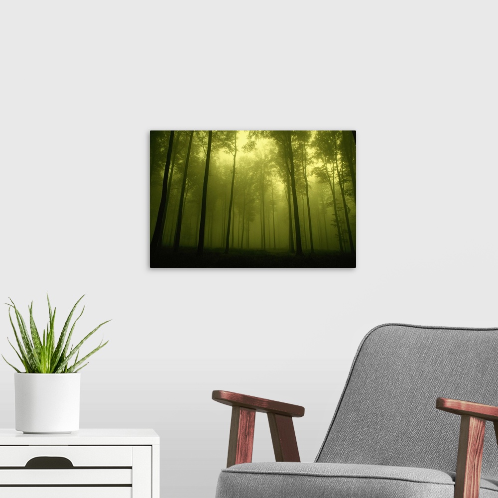 A modern room featuring Trees in fog, low angle view