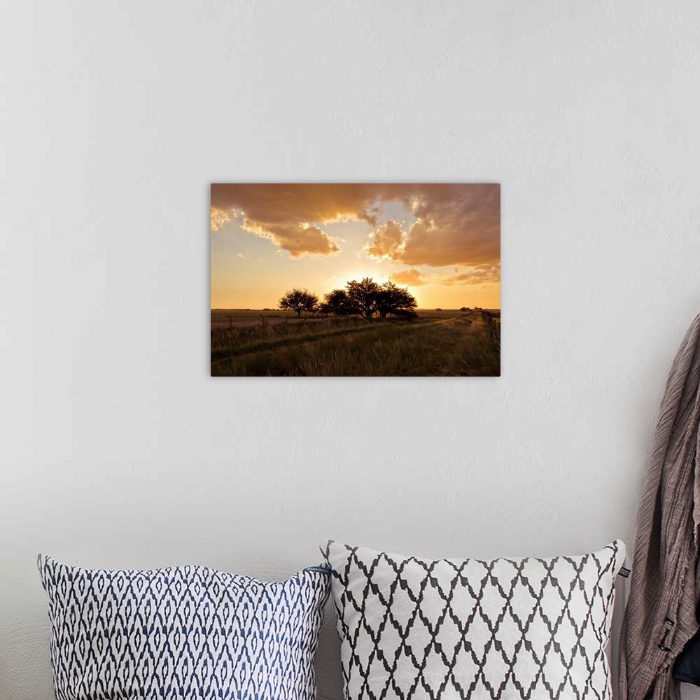 A bohemian room featuring Trees in grass field at sunset.