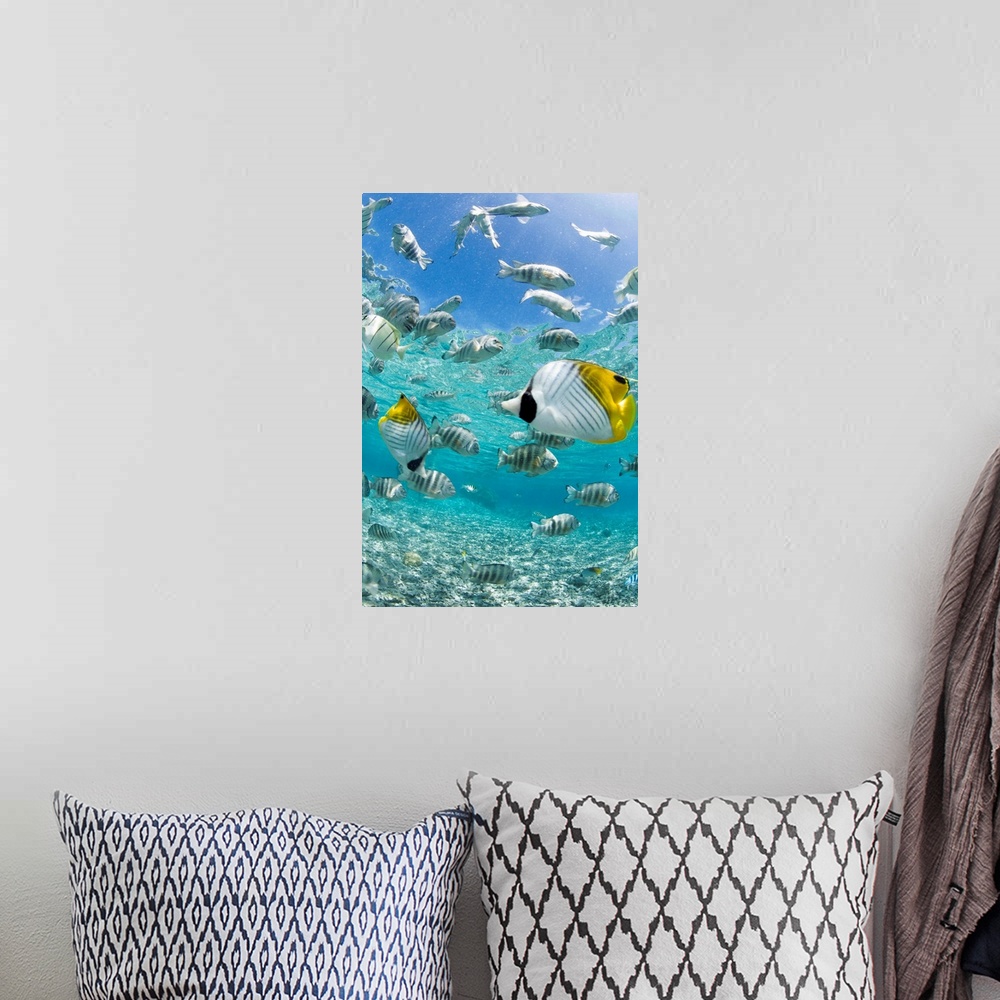 A bohemian room featuring Pacific double-saddle butterflyfish (Chaetodon ulietensis) and damselfish in Bora-Bora Lagoon, Fr...