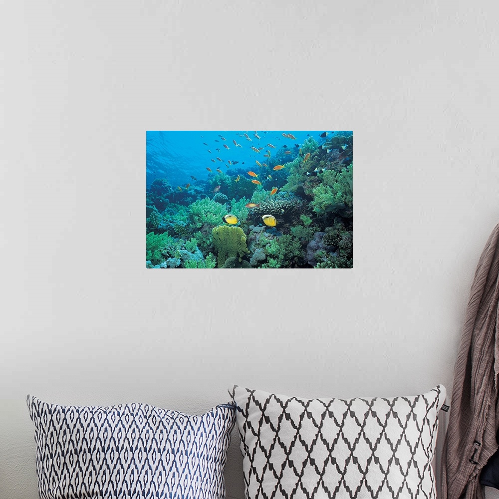 A bohemian room featuring Photograph of underwater sea life with brightly colored fish swimming over coral.