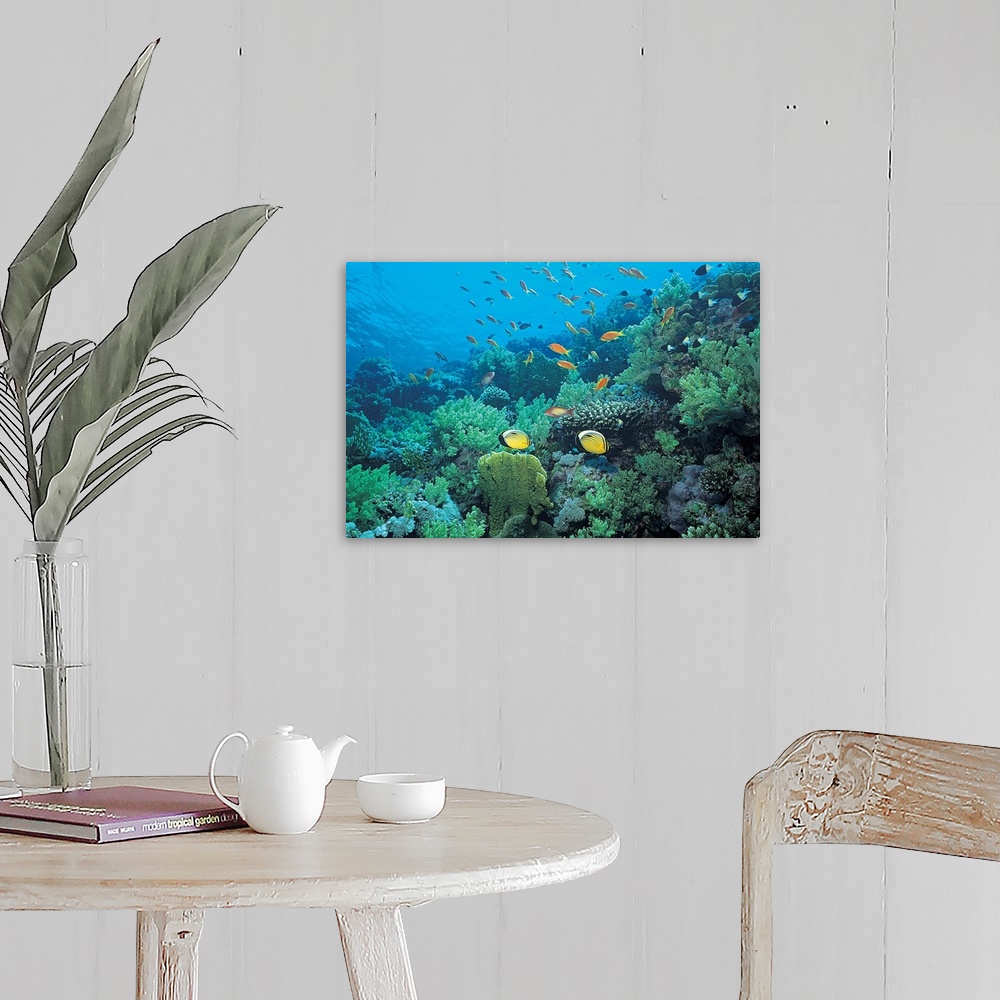 A farmhouse room featuring Photograph of underwater sea life with brightly colored fish swimming over coral.