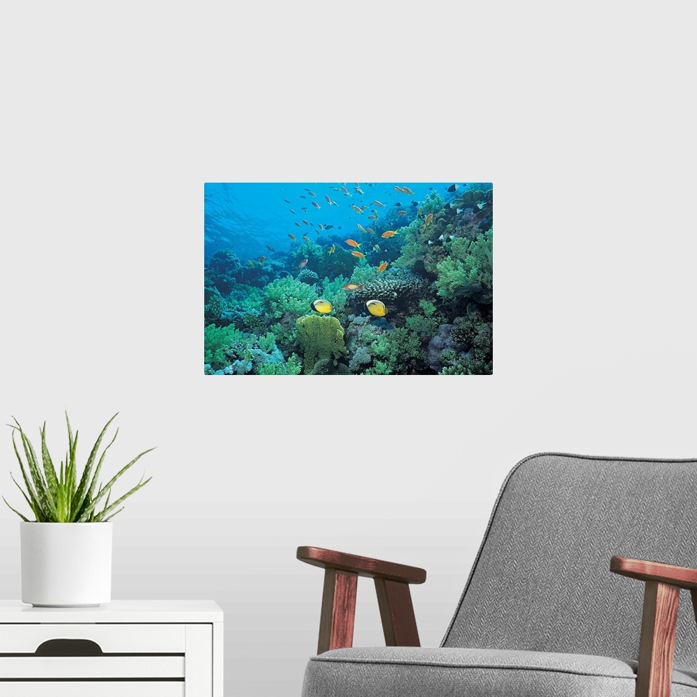 A modern room featuring Photograph of underwater sea life with brightly colored fish swimming over coral.