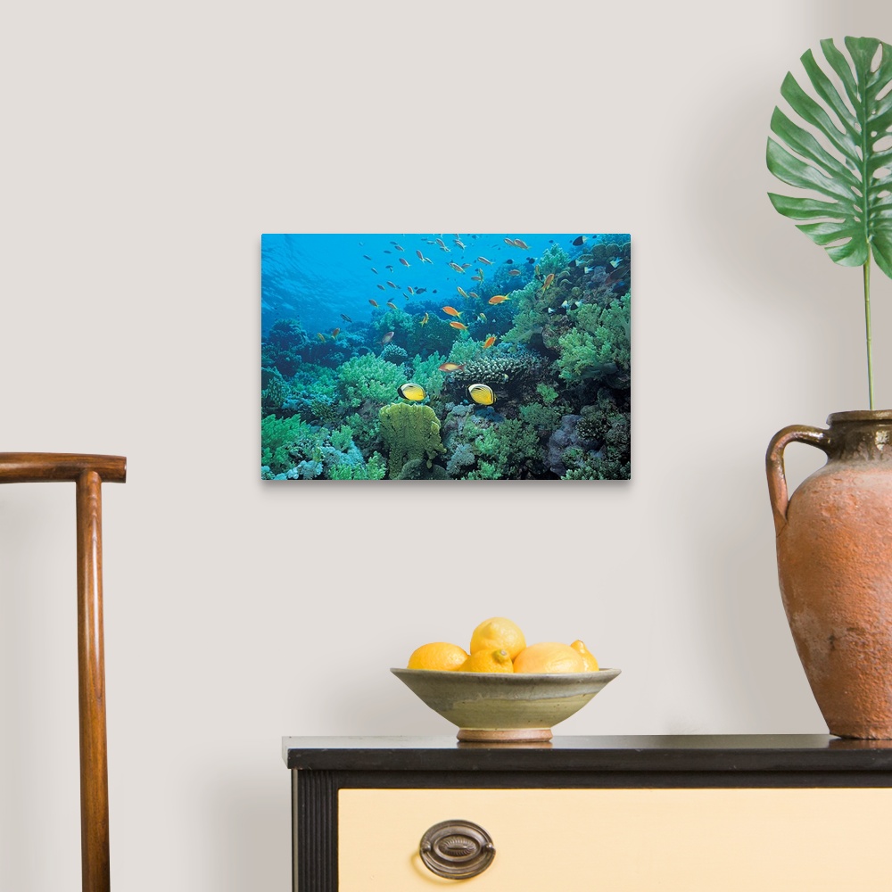 A traditional room featuring Photograph of underwater sea life with brightly colored fish swimming over coral.