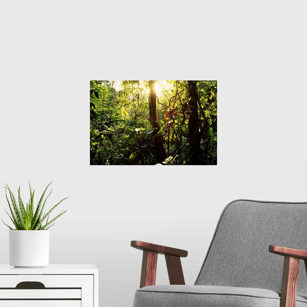A modern room featuring The sun lights up the rainforest in Soberania National Park, near the Panama Canal.