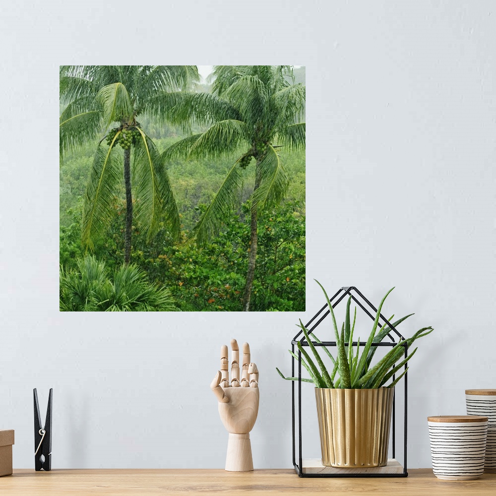 A bohemian room featuring Tropical rainforest, St. Thomas, Virgin Islands