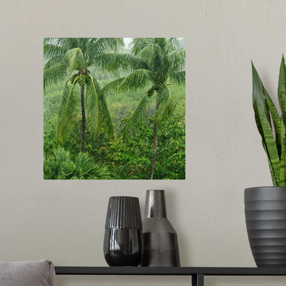 A modern room featuring Tropical rainforest, St. Thomas, Virgin Islands