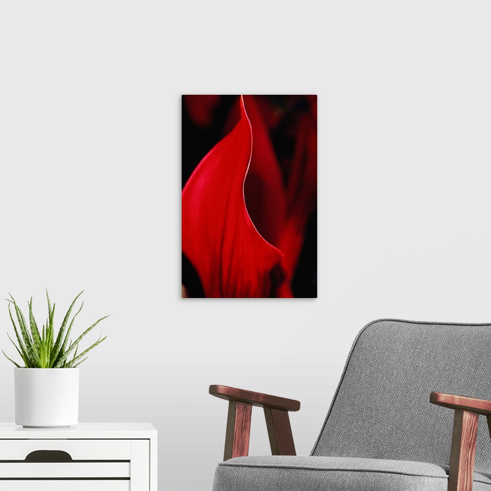 A modern room featuring Tropical red flora abstract
