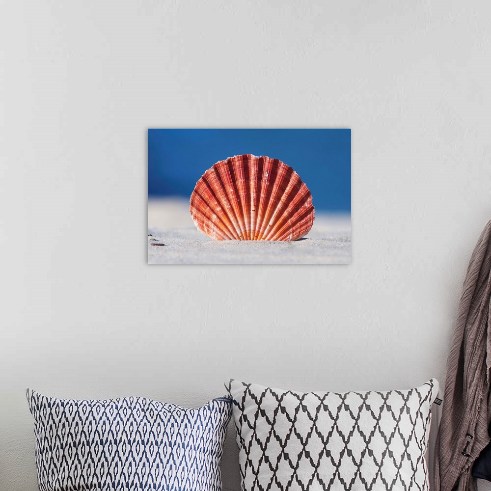 A bohemian room featuring Tropical seashell standing tall in sand, on white beach with blue ocean in background, Australia.