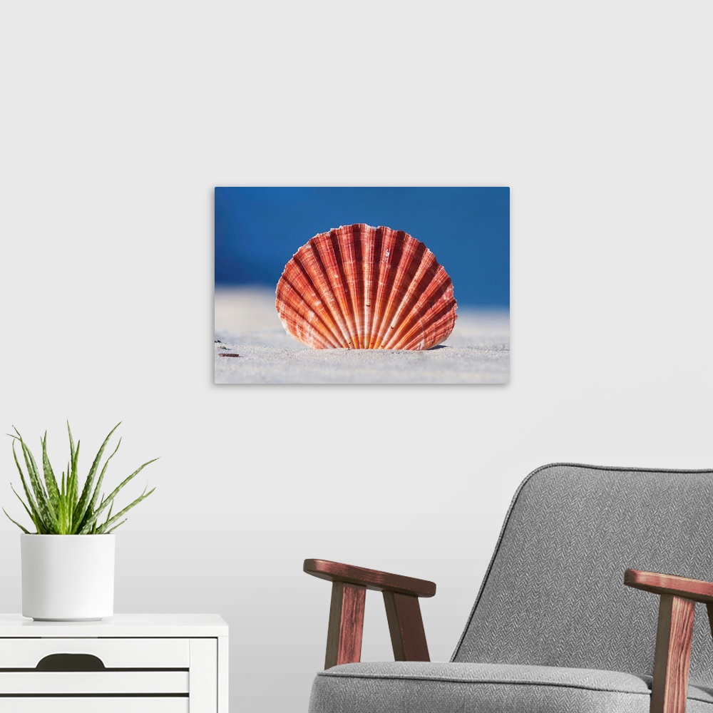 A modern room featuring Tropical seashell standing tall in sand, on white beach with blue ocean in background, Australia.