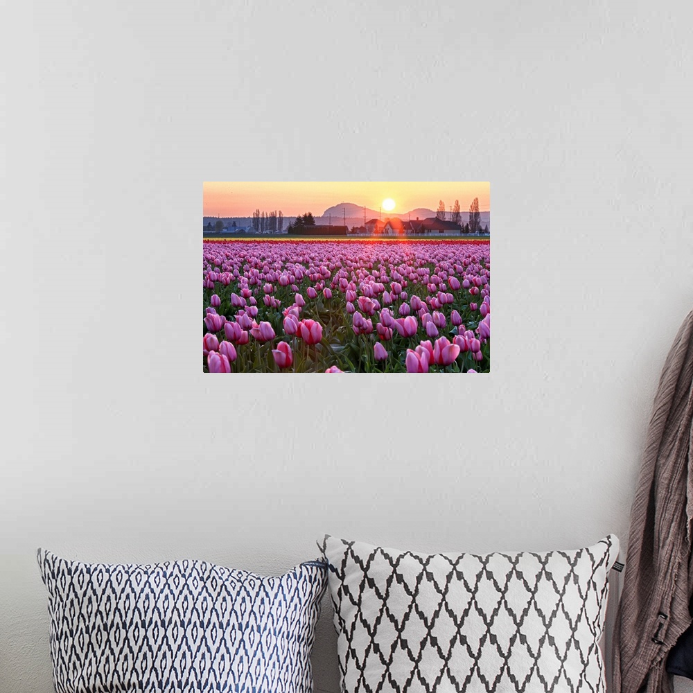A bohemian room featuring Tulip field at sunset.