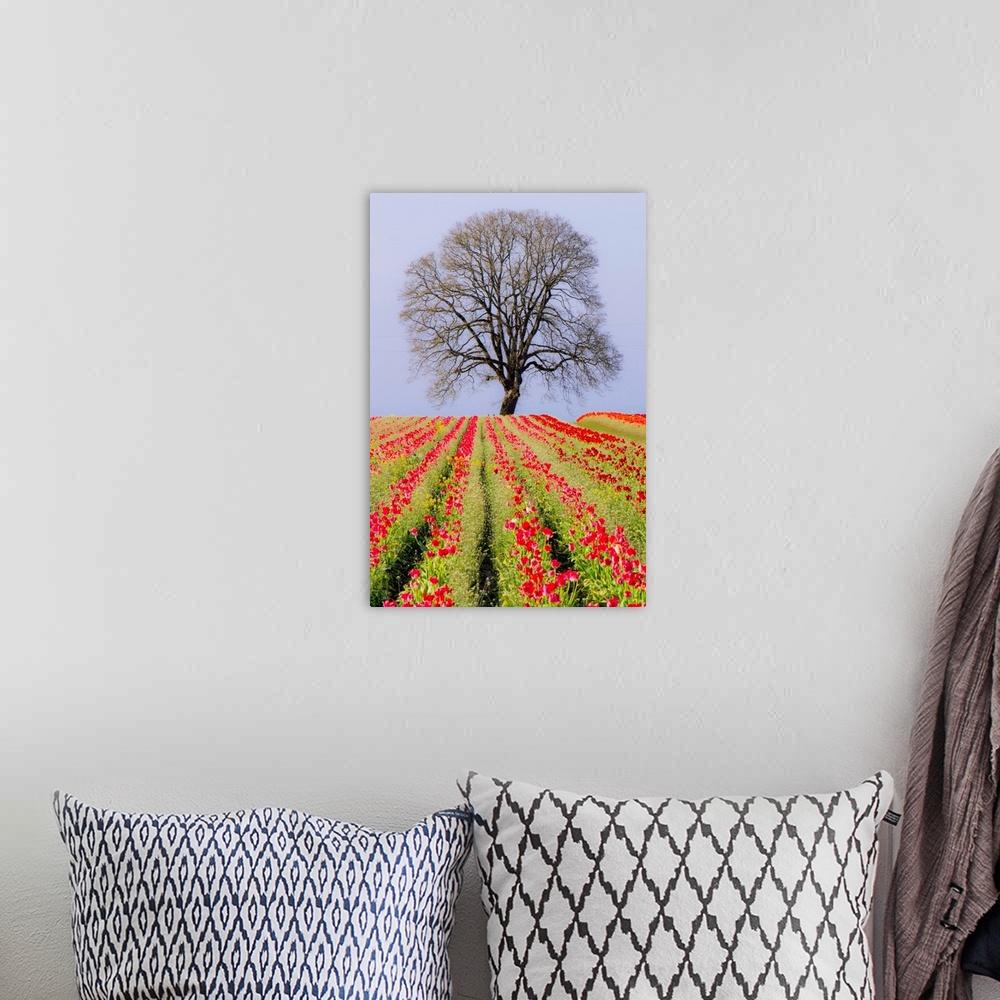 A bohemian room featuring Tulip fields and a lone oak tree located near Woodburn, Oregon