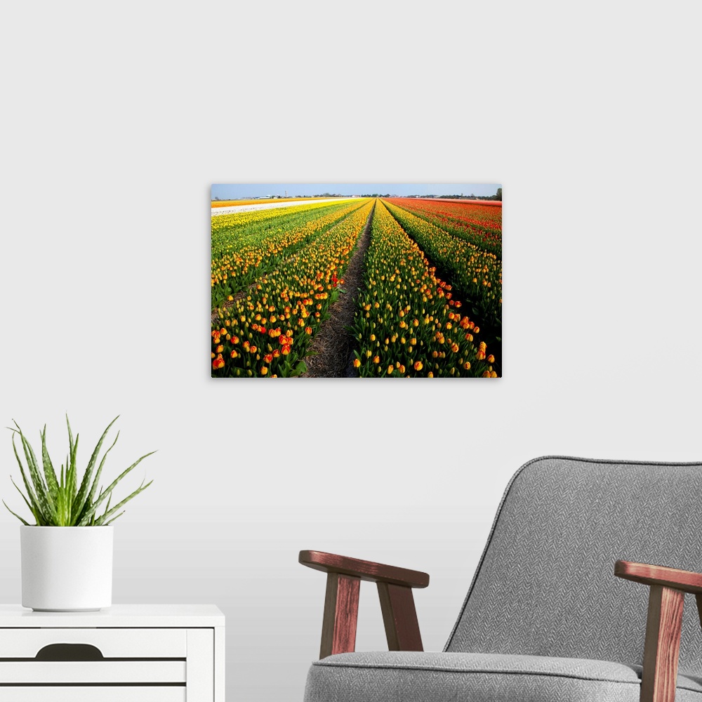 A modern room featuring Tulip fields springtime in and around Lisse, Netherlands springtime in full bloom