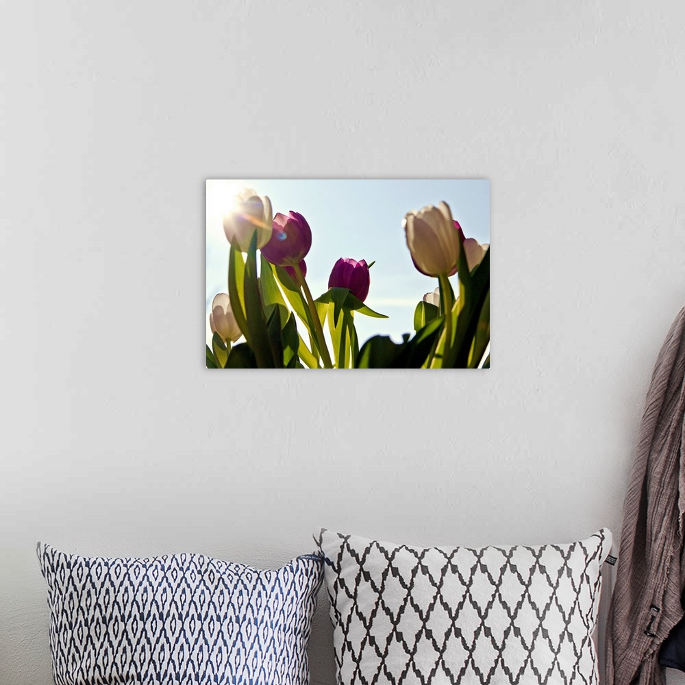 A bohemian room featuring white and purple tulips against blue sky