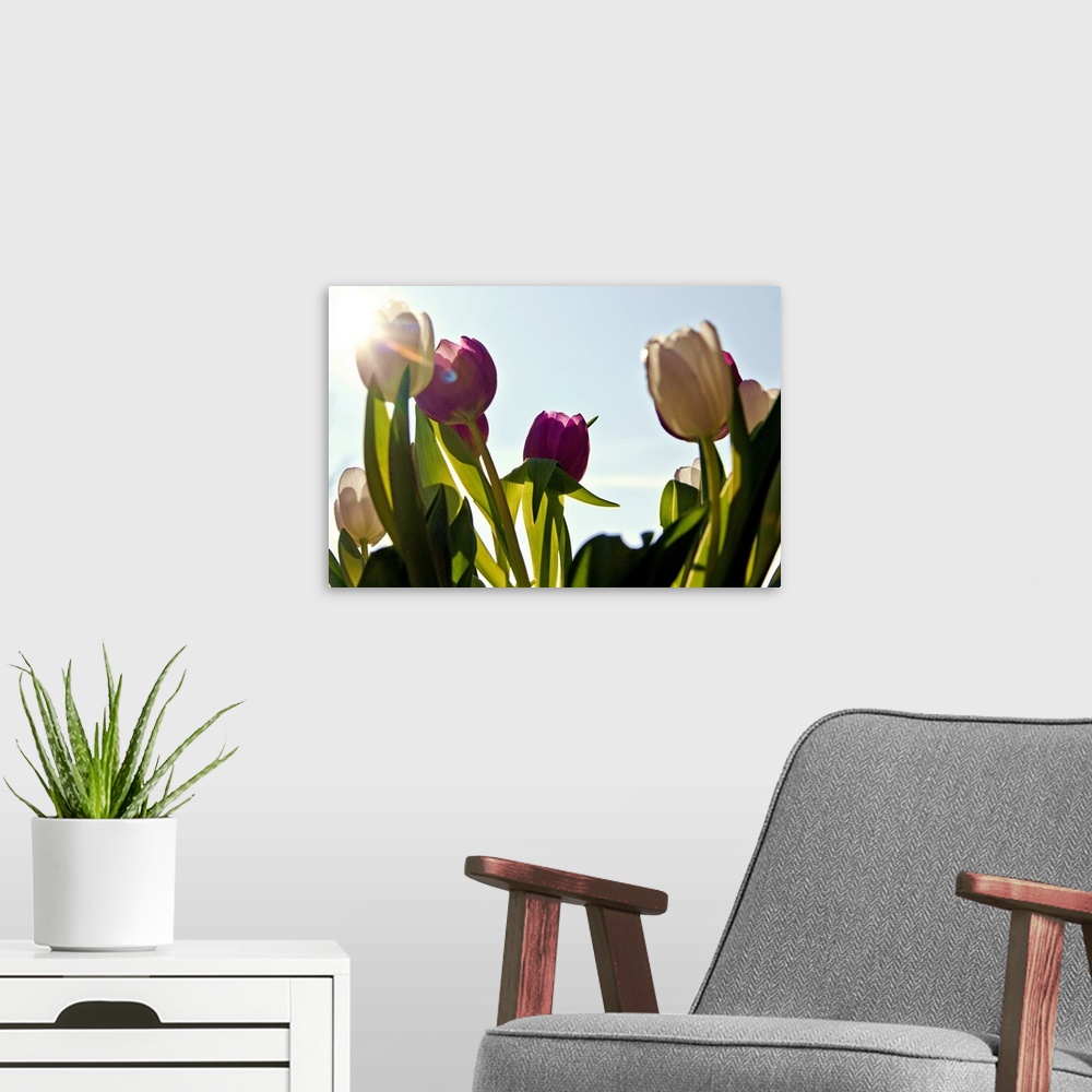 A modern room featuring white and purple tulips against blue sky