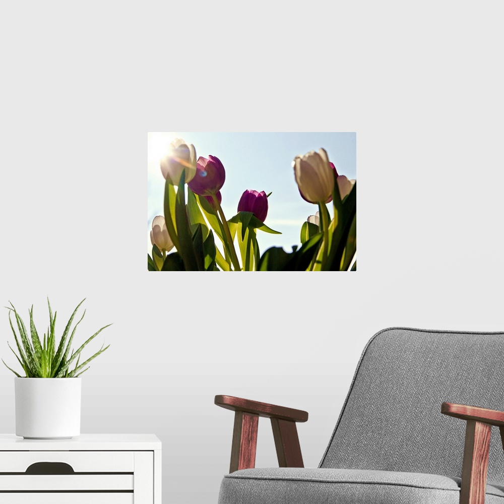 A modern room featuring white and purple tulips against blue sky