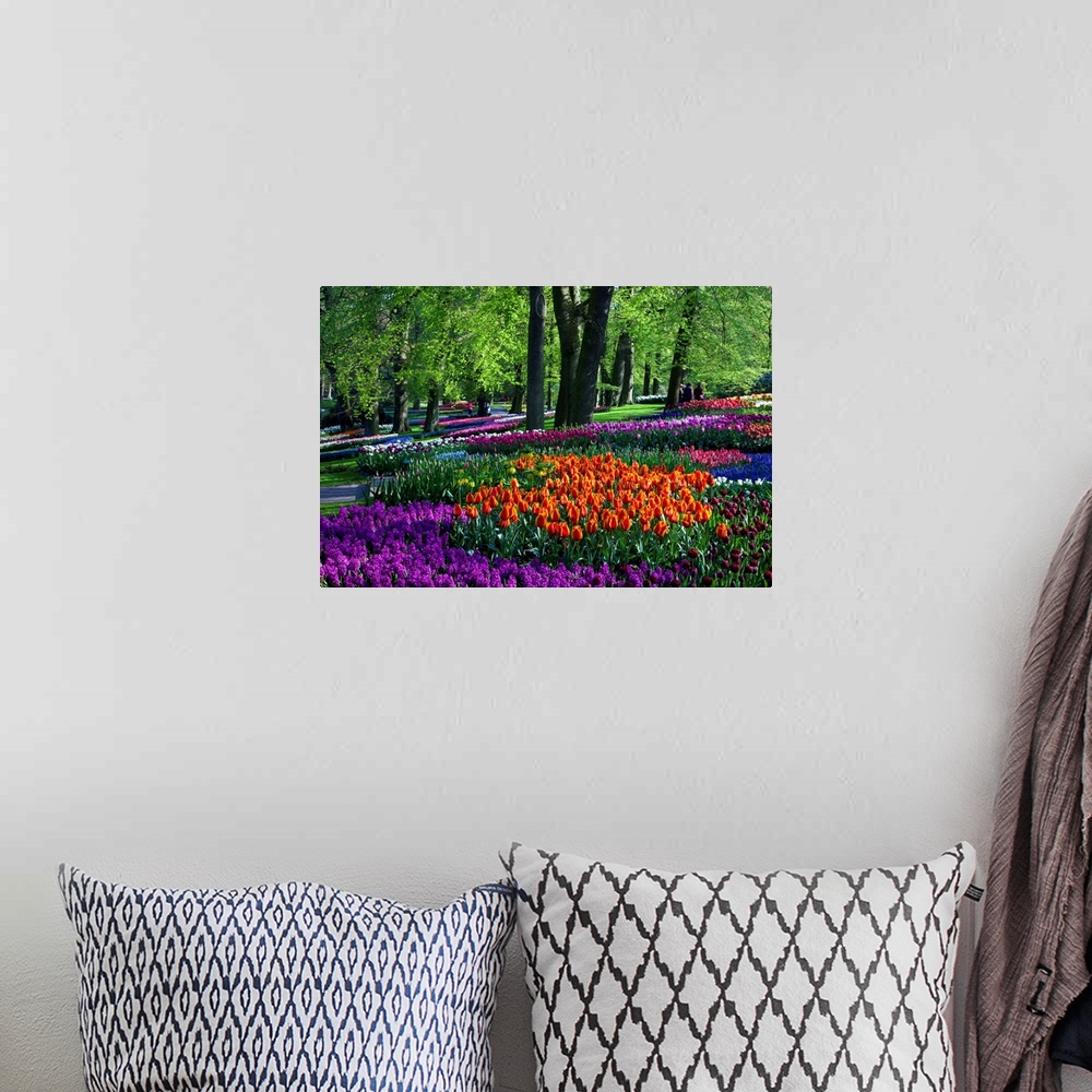 A bohemian room featuring Tulips And Hyacinth In Keukenhof Gardens