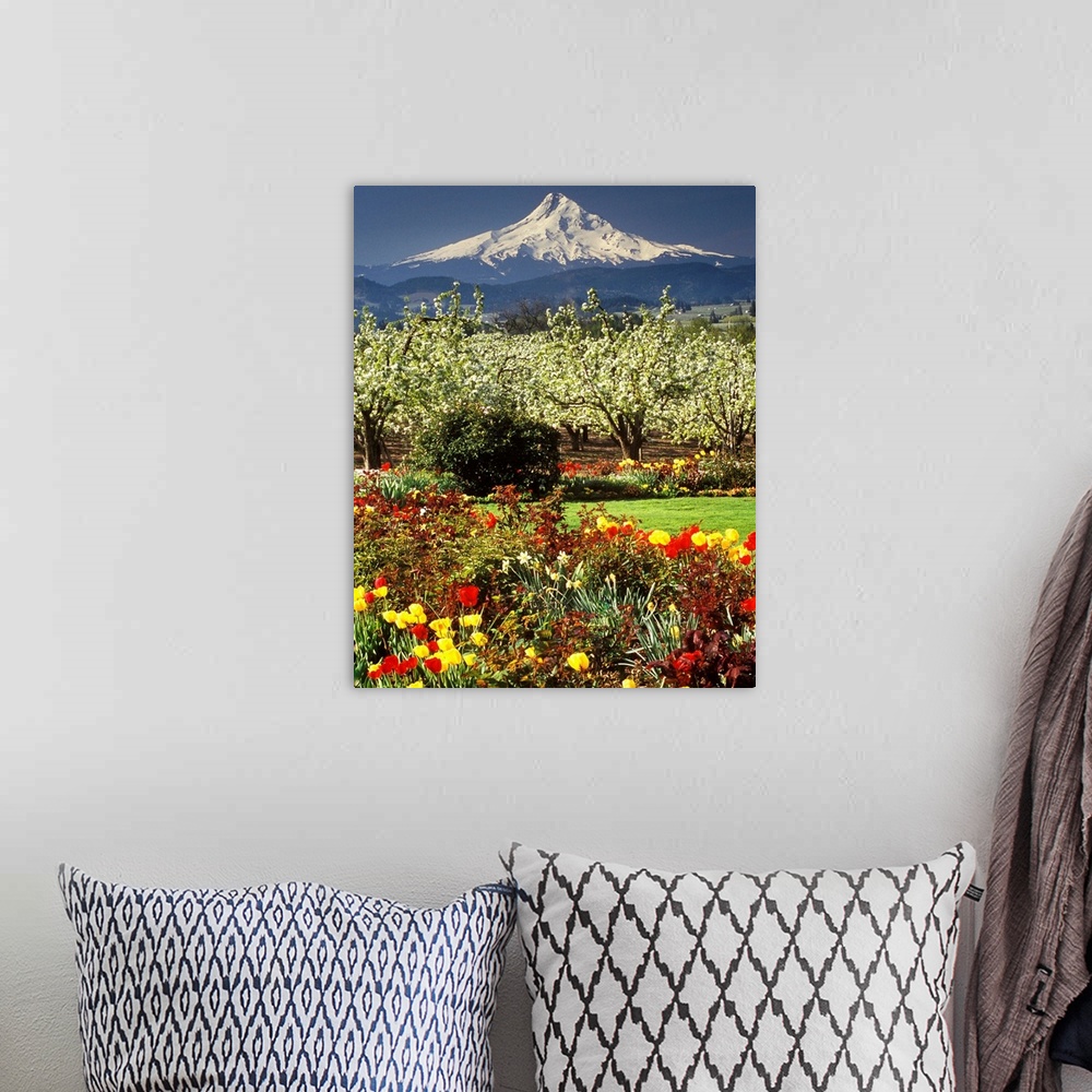 A bohemian room featuring Tulips and pear orchard in bloom below Mt. Hood in the Hood River Valley, Oregon.