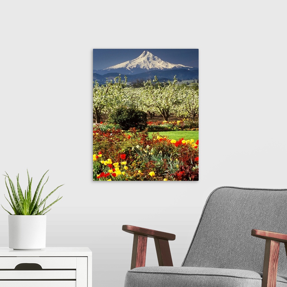 A modern room featuring Tulips and pear orchard in bloom below Mt. Hood in the Hood River Valley, Oregon.