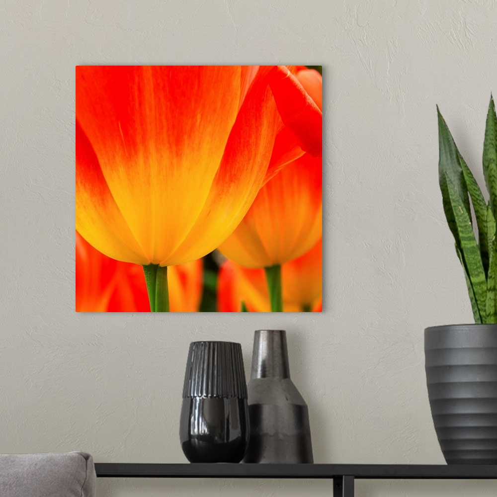 A modern room featuring Petals of a red-orange tulip at Keukenhof.