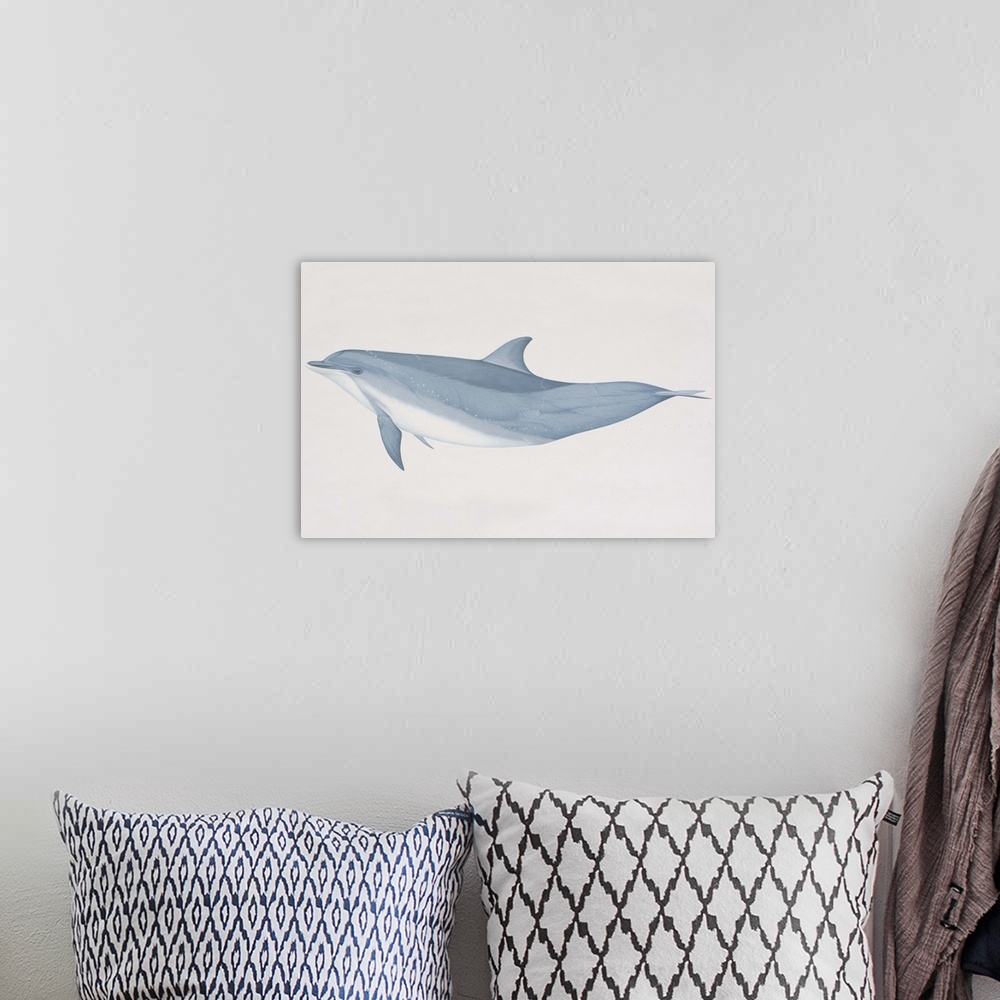 A bohemian room featuring Tursiops truncatus, Bottlenose Dolphin, side view.
