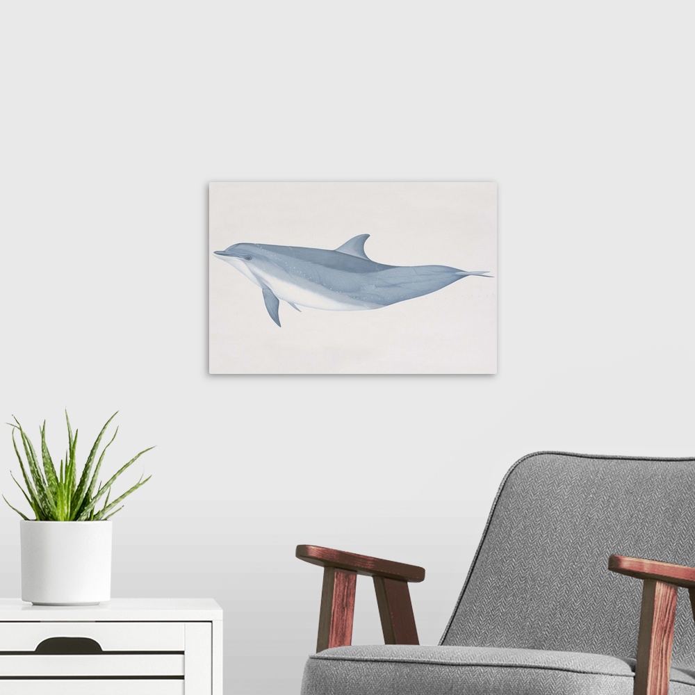 A modern room featuring Tursiops truncatus, Bottlenose Dolphin, side view.