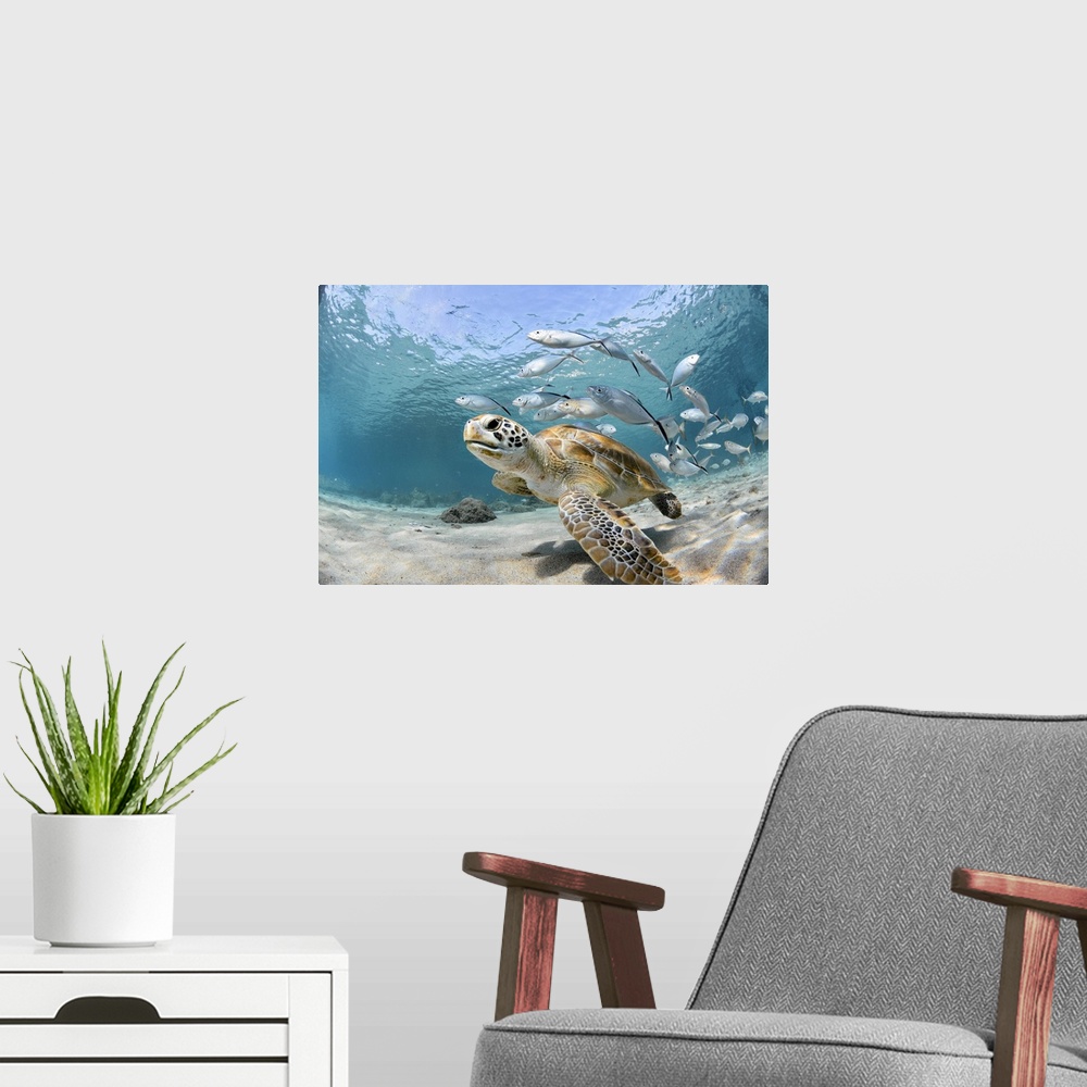 A modern room featuring Turtle looking to the camera, followed by some silver fish.