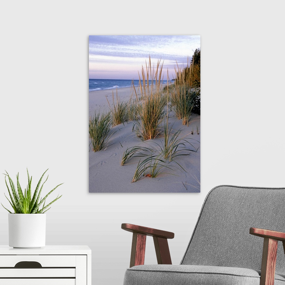 A modern room featuring PICTURED ROCKS NATIONAL LAKESHORE. LAKE SUPERIOR.  BEACH or MARRAM GRASS . Pioneer dune-building ...