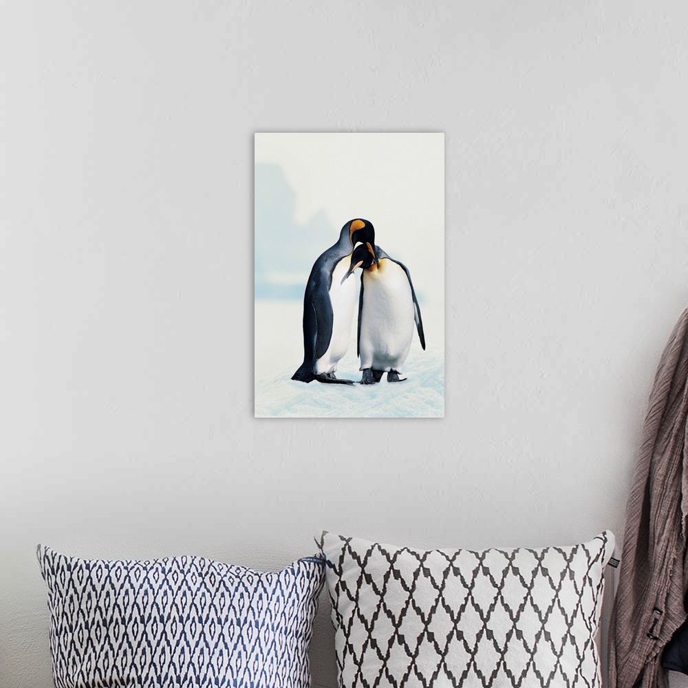 A bohemian room featuring Two affectionate King penguins