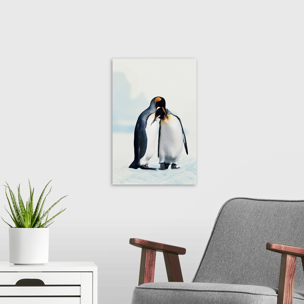 A modern room featuring Two affectionate King penguins