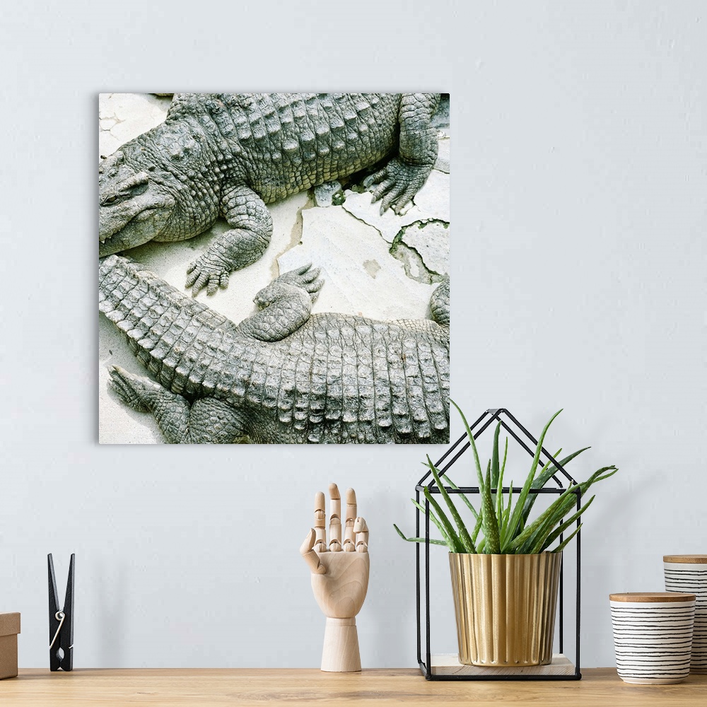 A bohemian room featuring Two alligators.