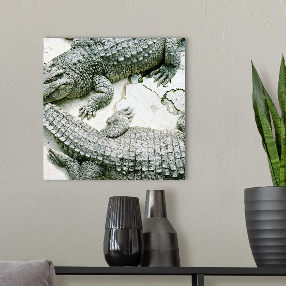 A modern room featuring Two alligators.