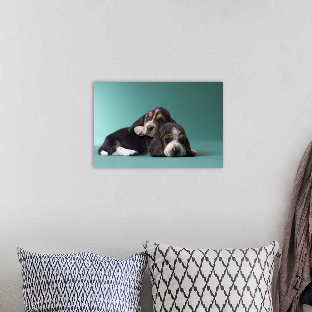 A bohemian room featuring Two Basset Hound Puppies