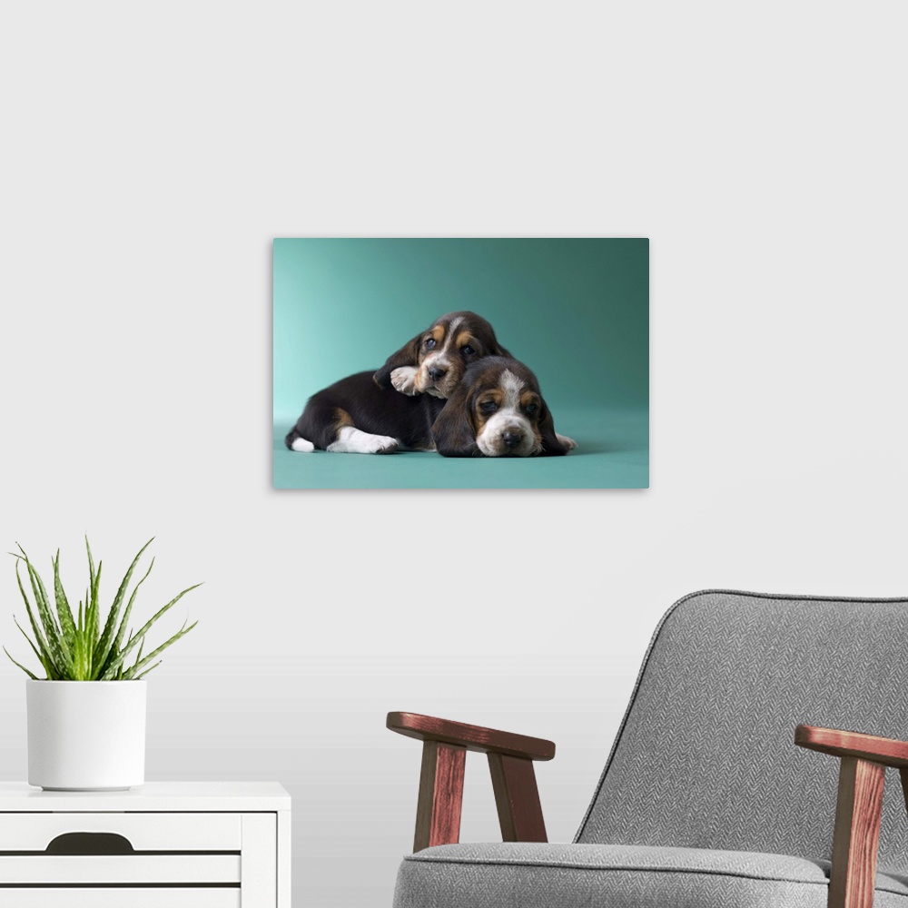 A modern room featuring Two Basset Hound Puppies