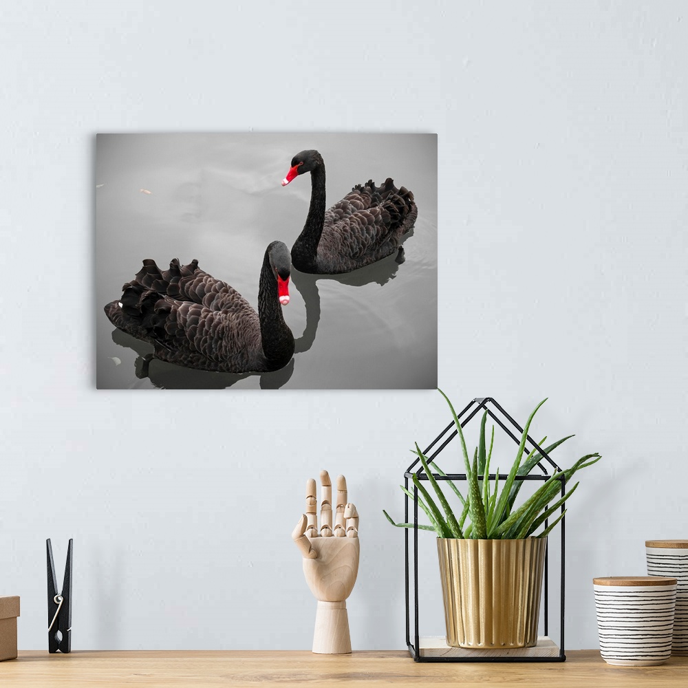 A bohemian room featuring Two black swans in pond in Limburg, Netherlands.