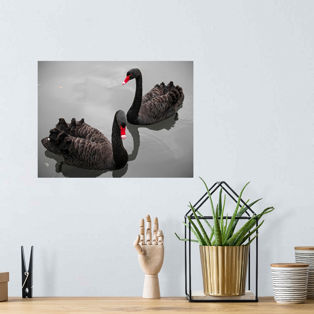 A bohemian room featuring Two black swans in pond in Limburg, Netherlands.