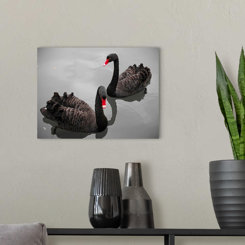 A modern room featuring Two black swans in pond in Limburg, Netherlands.