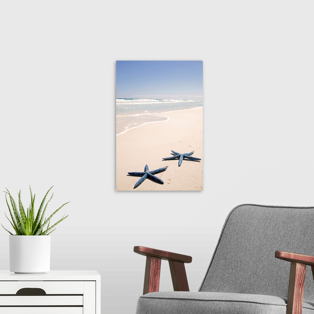 A modern room featuring Vertical panoramic photograph of two star fish on the sand with surf coming in under a clear sky.