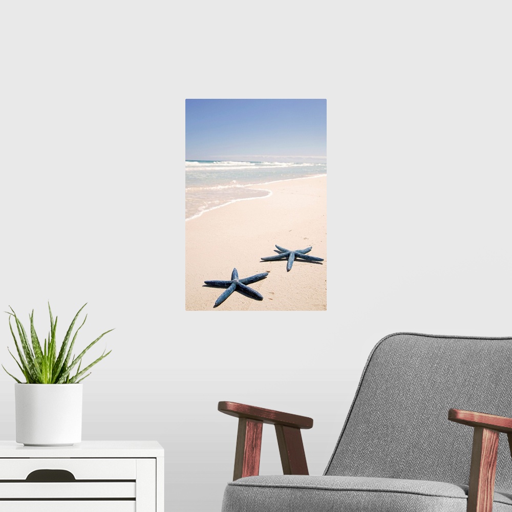 A modern room featuring Vertical panoramic photograph of two star fish on the sand with surf coming in under a clear sky.